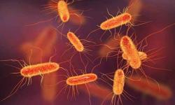 DETEKSI ESCHERICHIA COLI DAN APM COLIFORM PADA KEKEAN CURAH